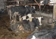 aXc1yns1VvI
