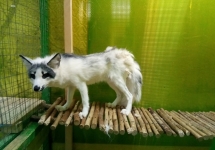 54r3KGIqoA0