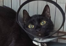 bcat