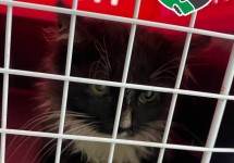 homecat